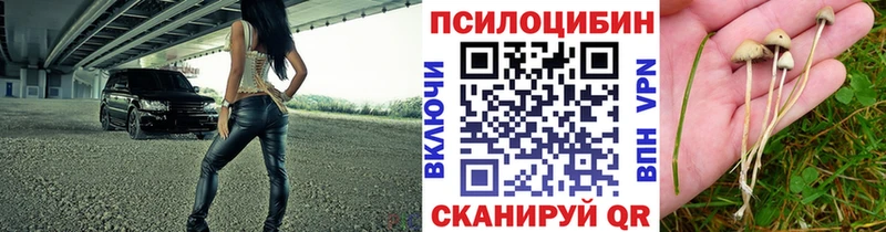 Галлюциногенные грибы Psilocybine cubensis  где продают   Хасавюрт 